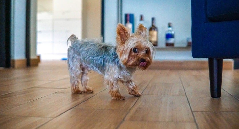 3 Great Options For Pet-Friendly Residential Floors 1 a puppy