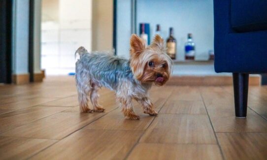 3 Great Options For Pet-Friendly Residential Floors