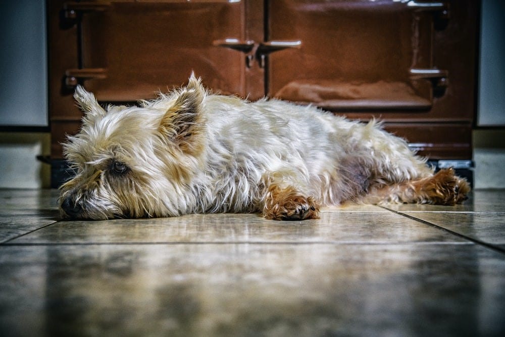 3 Great Options For Pet-Friendly Residential Floors 2 close photography of dog lying on floor