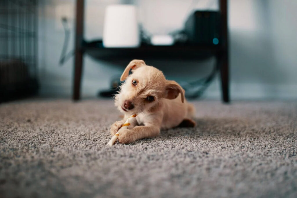 How Often Should You Replace Carpet? 3 dogOnCarpet
