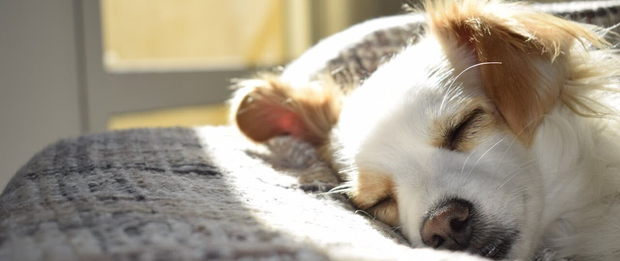 Best flooring for pets 1 Blog Dog