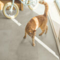 Quick-Step Muse – Grey Concrete MUS5488gallery-thumbnail-main