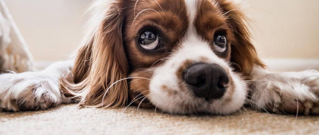 What Makes Carpet Tiles So Great? 2 Dog on carpet