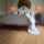 Polyflor Expona Commercial - Light Classic Oak 4085